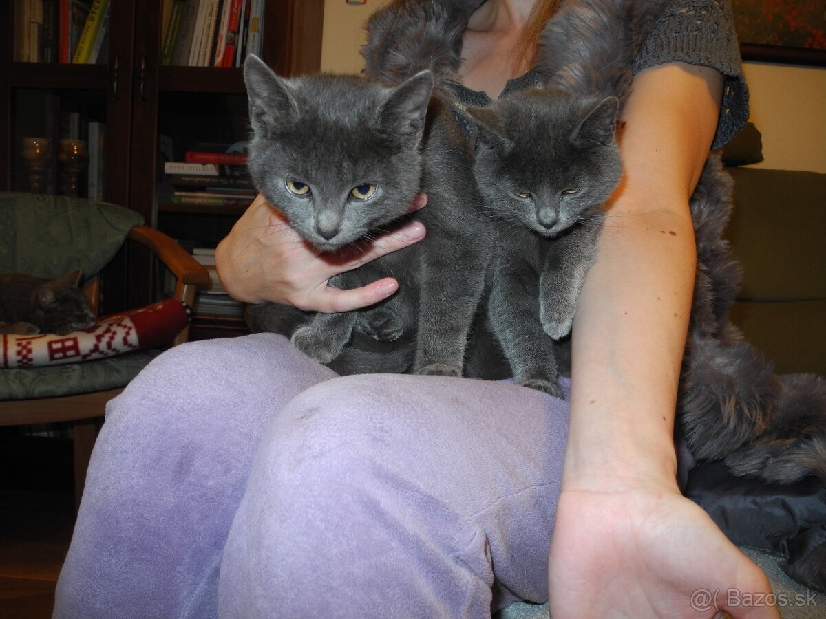 Darujem mačiatka - 8