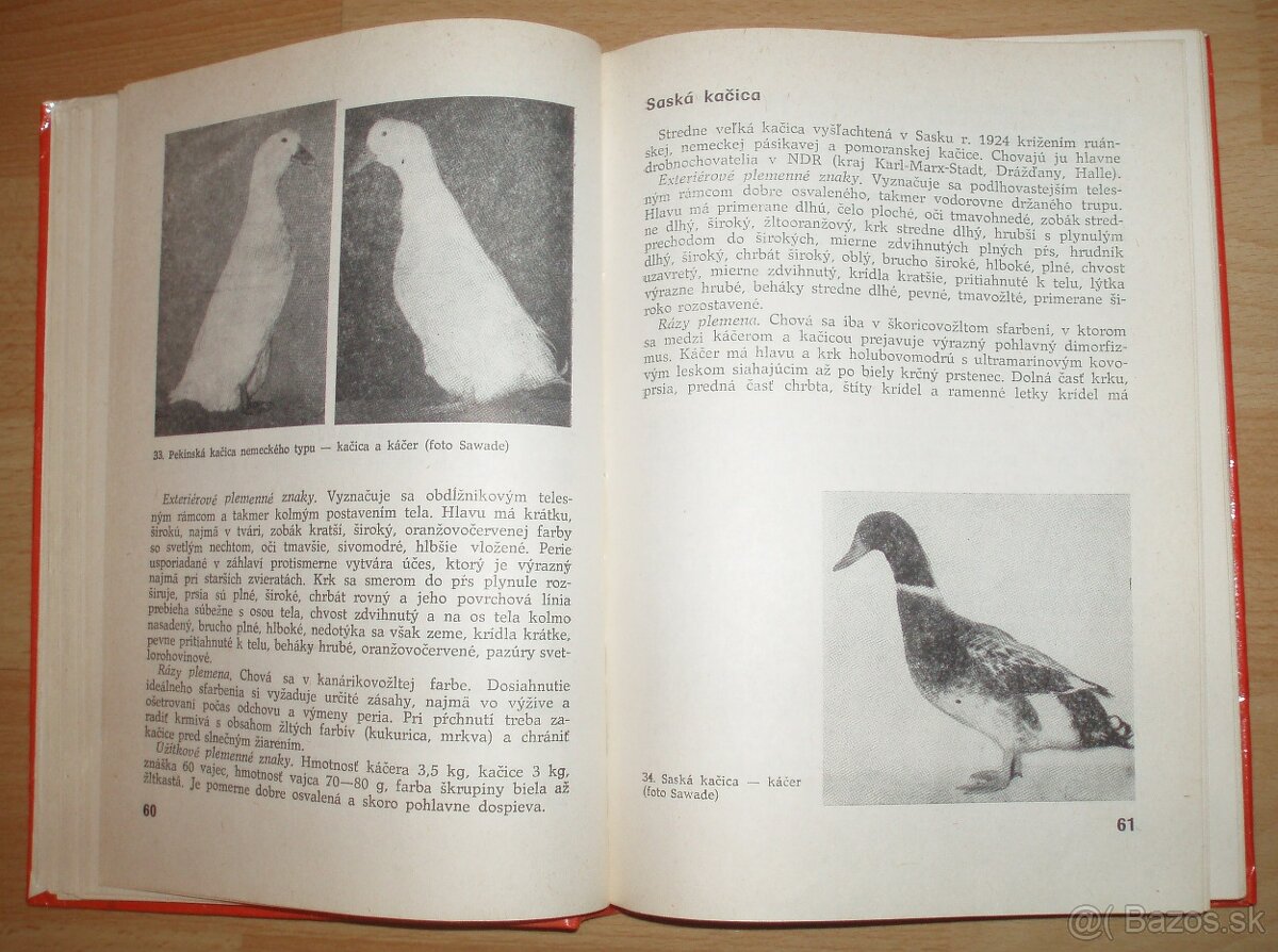 Najvýkonnejšie plemená a typy hydiny - 8