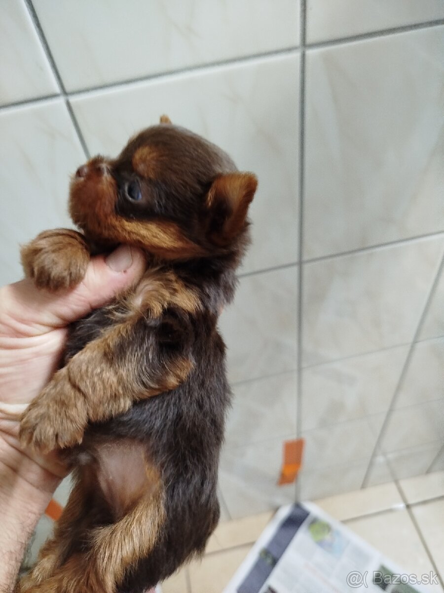 Yorksirsky terrier, Yorkshire teriér, Čoko York - 8