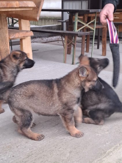 Nemecký ovčiak - 8