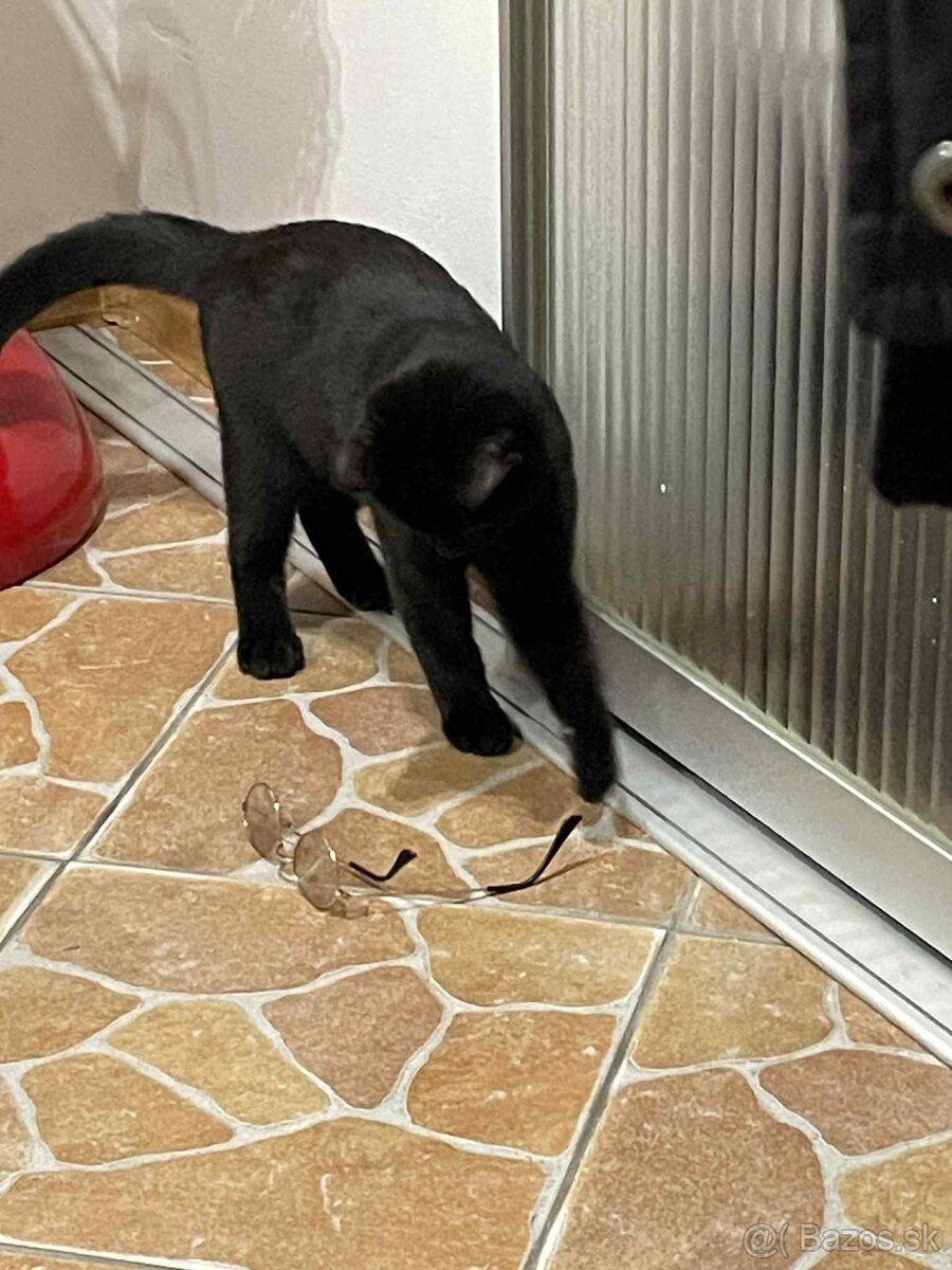 Darujem kocúrika - 8