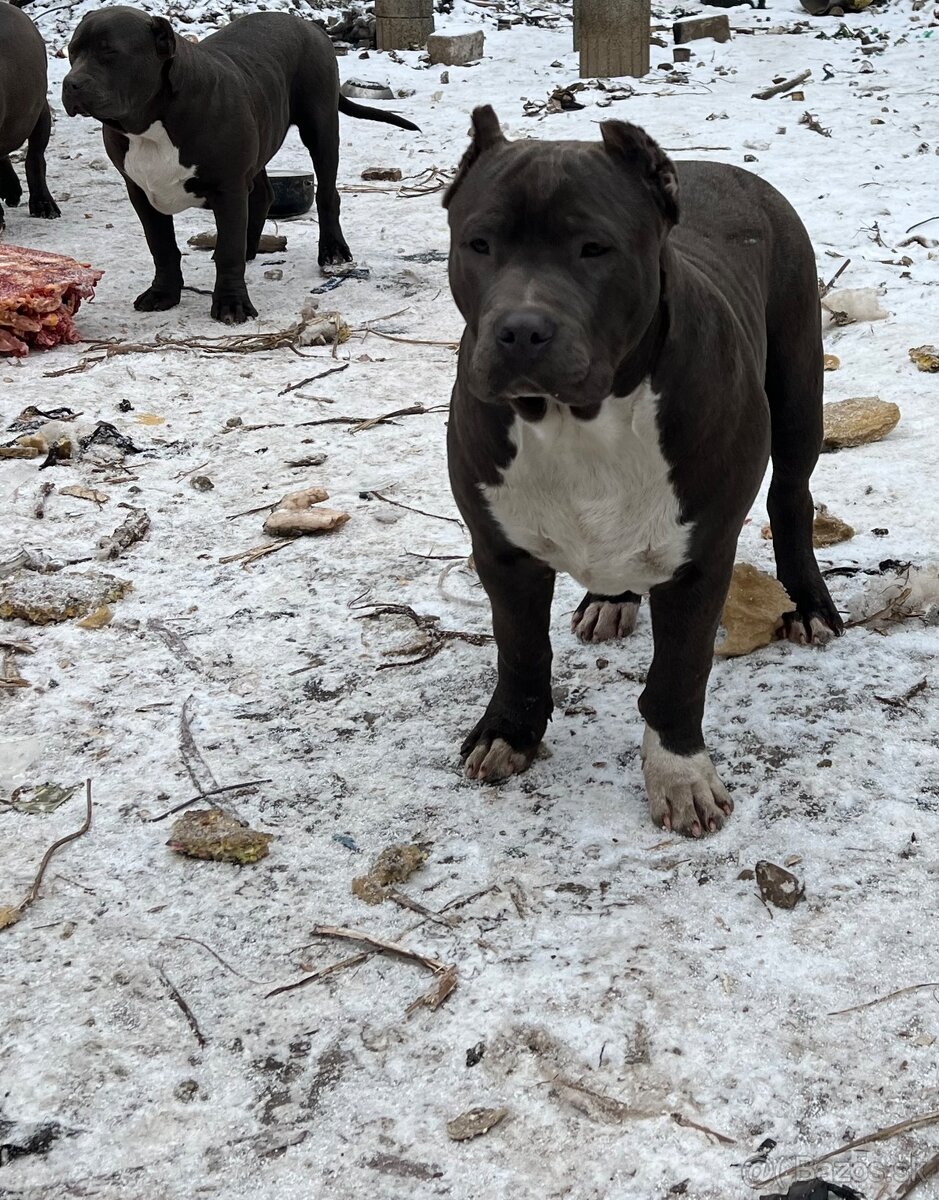American bully - 8