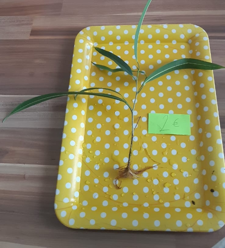 Zakorenené izbove rastliny - 8