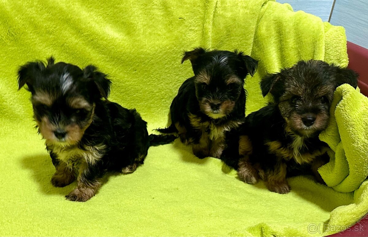 Yorkshire terrier - 8