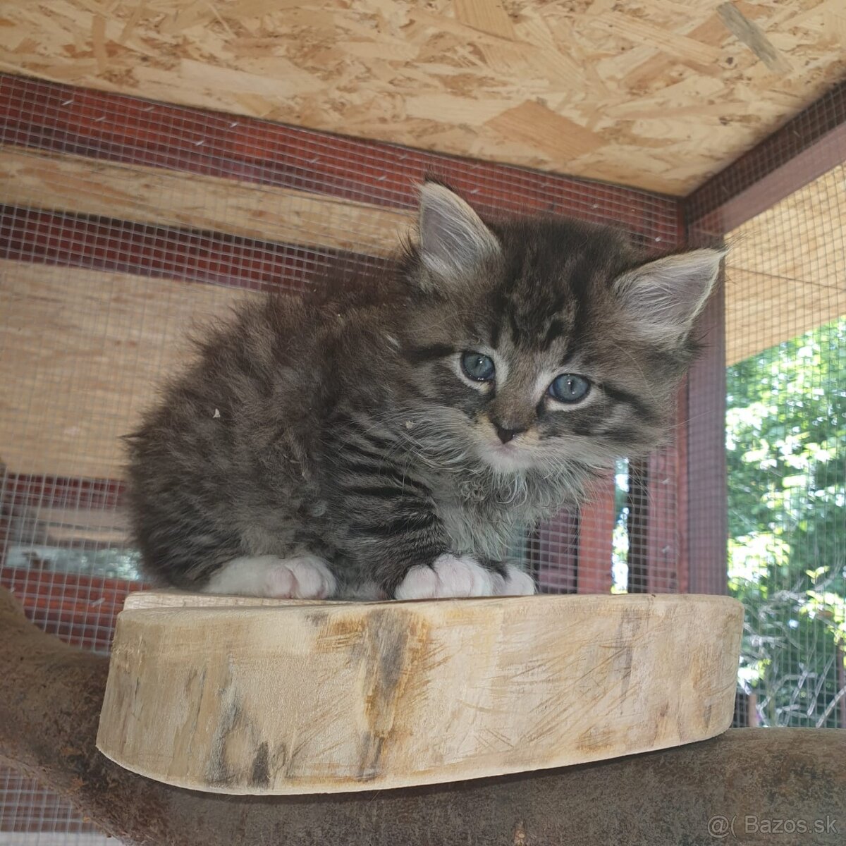 Ponukam maciatka - 8