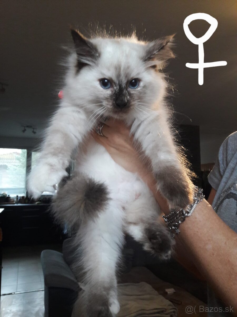 Mačiatka Ragdoll - 8