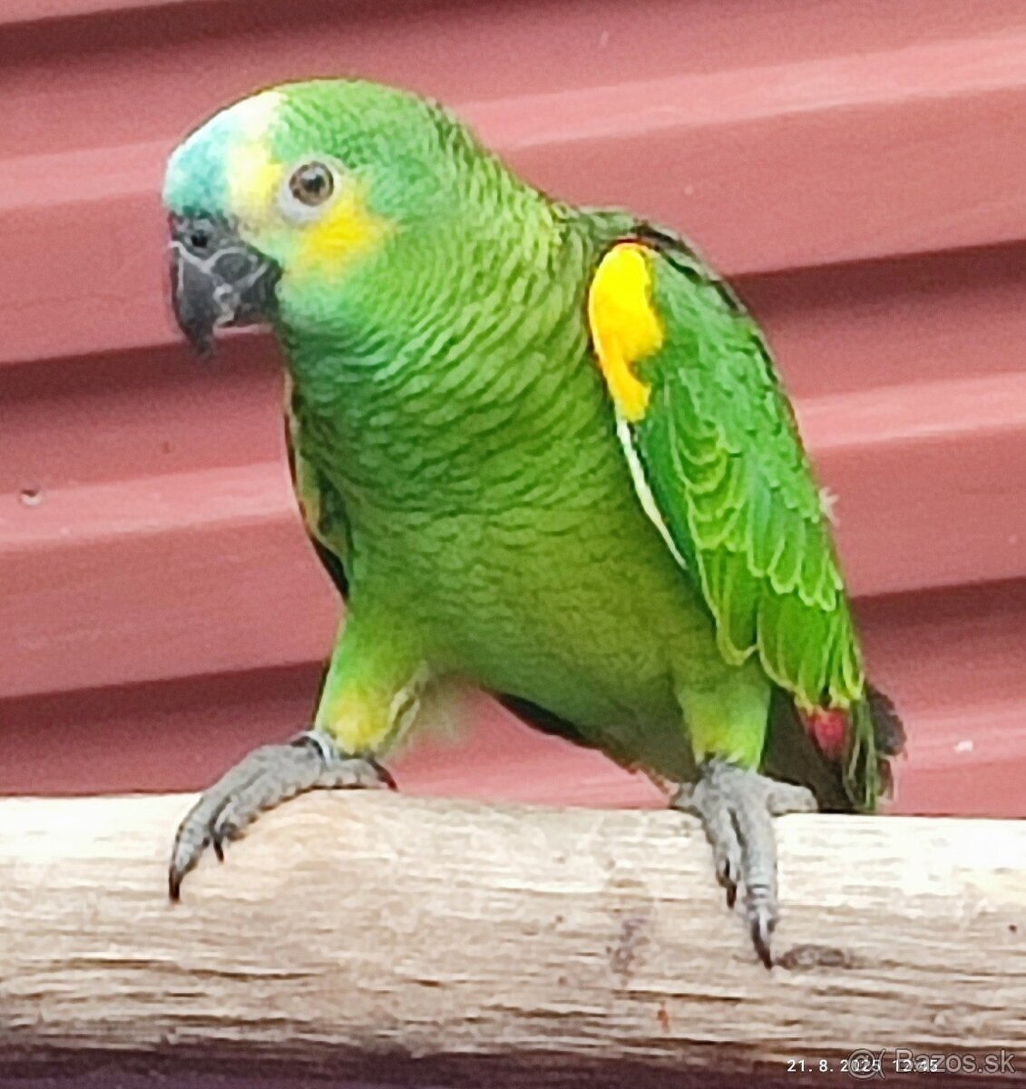 Amazoňan modročelý - 8