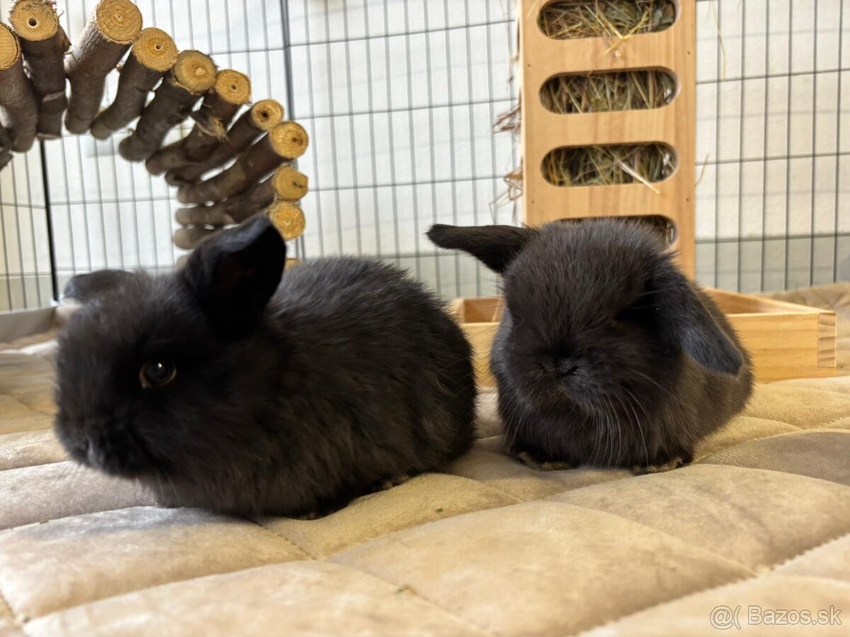 Ponúkame na rezerváciu minilop zajačikov, králičkov, zajacov - 8