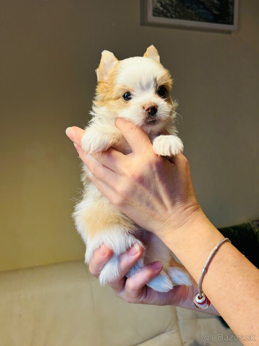 Golddust s PP, Yorkshire s PP, York - 8