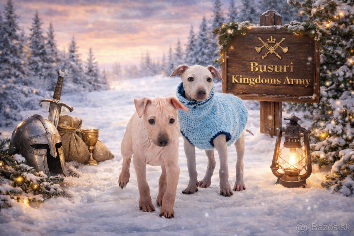 Americký bezsrstý teriér - 8