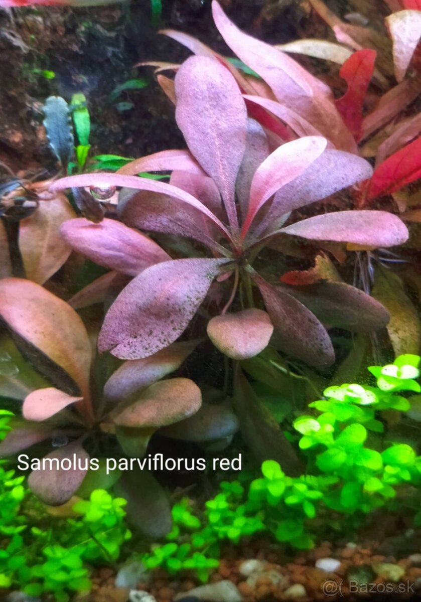 Akvarijne rastlinky z prestrihu - 8