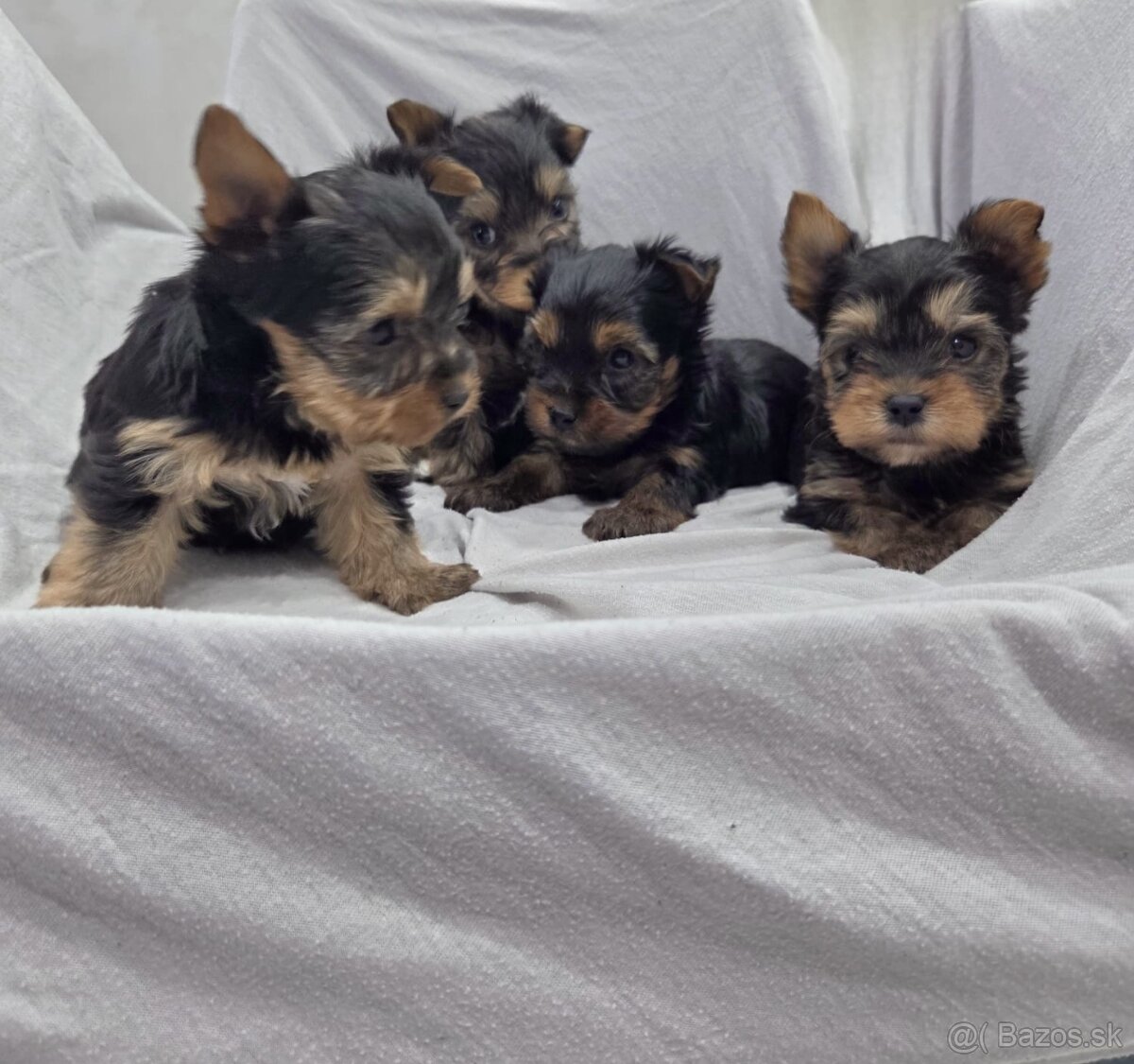 Yorkshirsky terier - 8