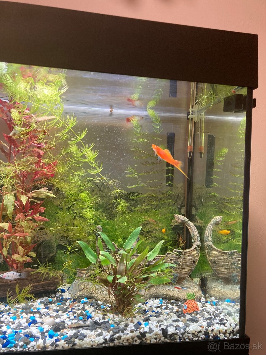 Akvarium, rybičky, rastlinky - 8