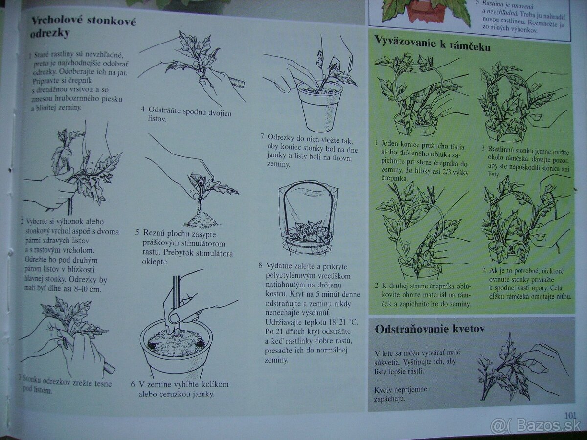 Gynura popínavá - zakorenené odrezky - 8