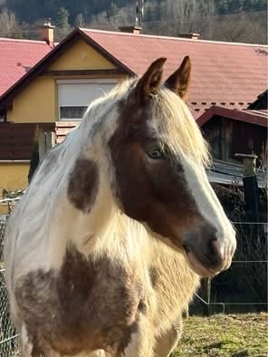 Strakatá kobyla - 8