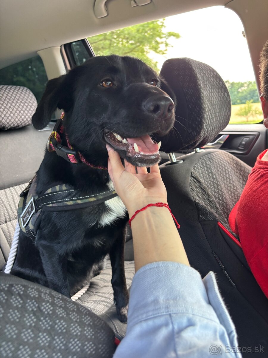 Darujem štaniatka🐾 - 8