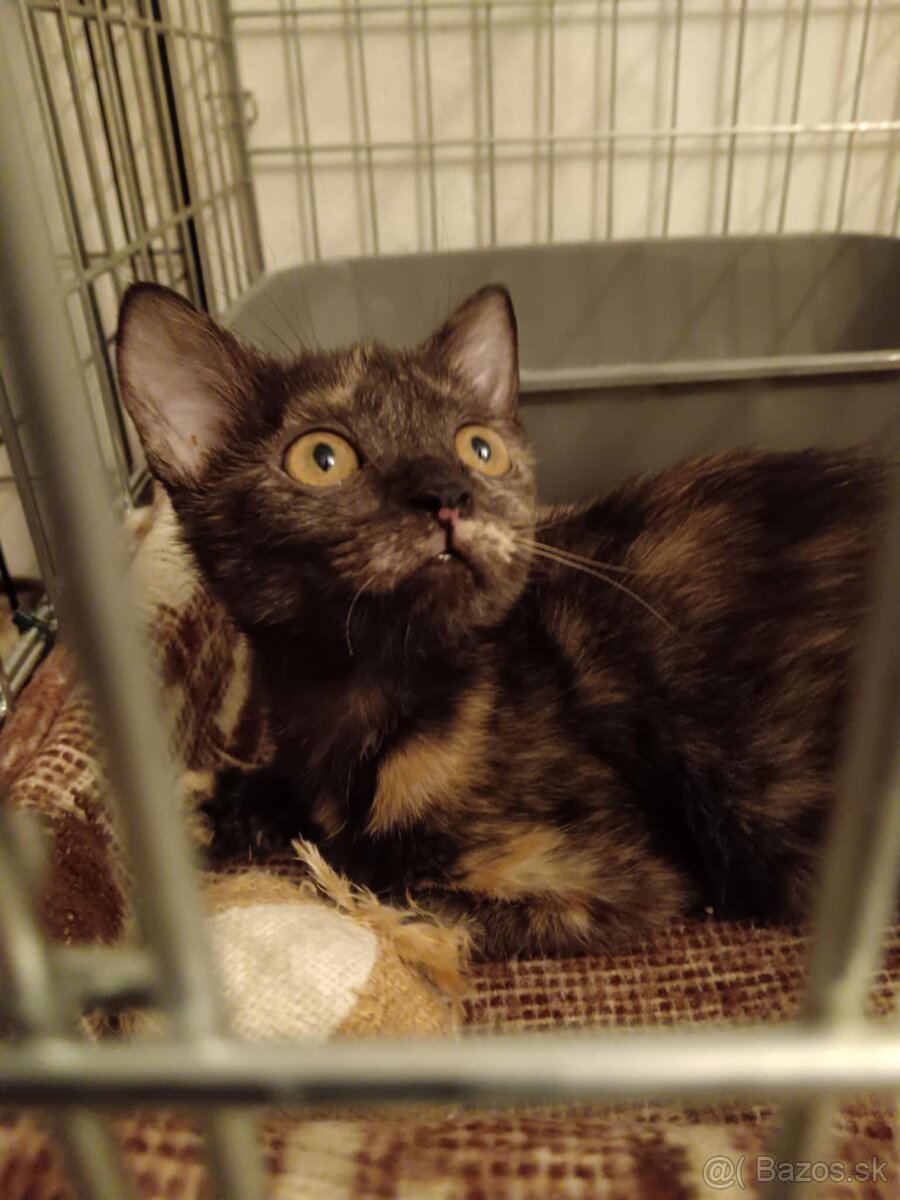 Mačiatka k adopcii - 8