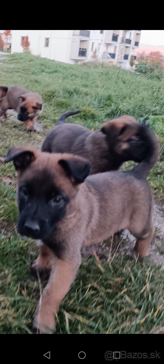 Belgicky ovčiak/cross - 8
