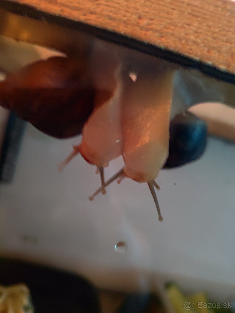 Achatina africké slimáky - 8