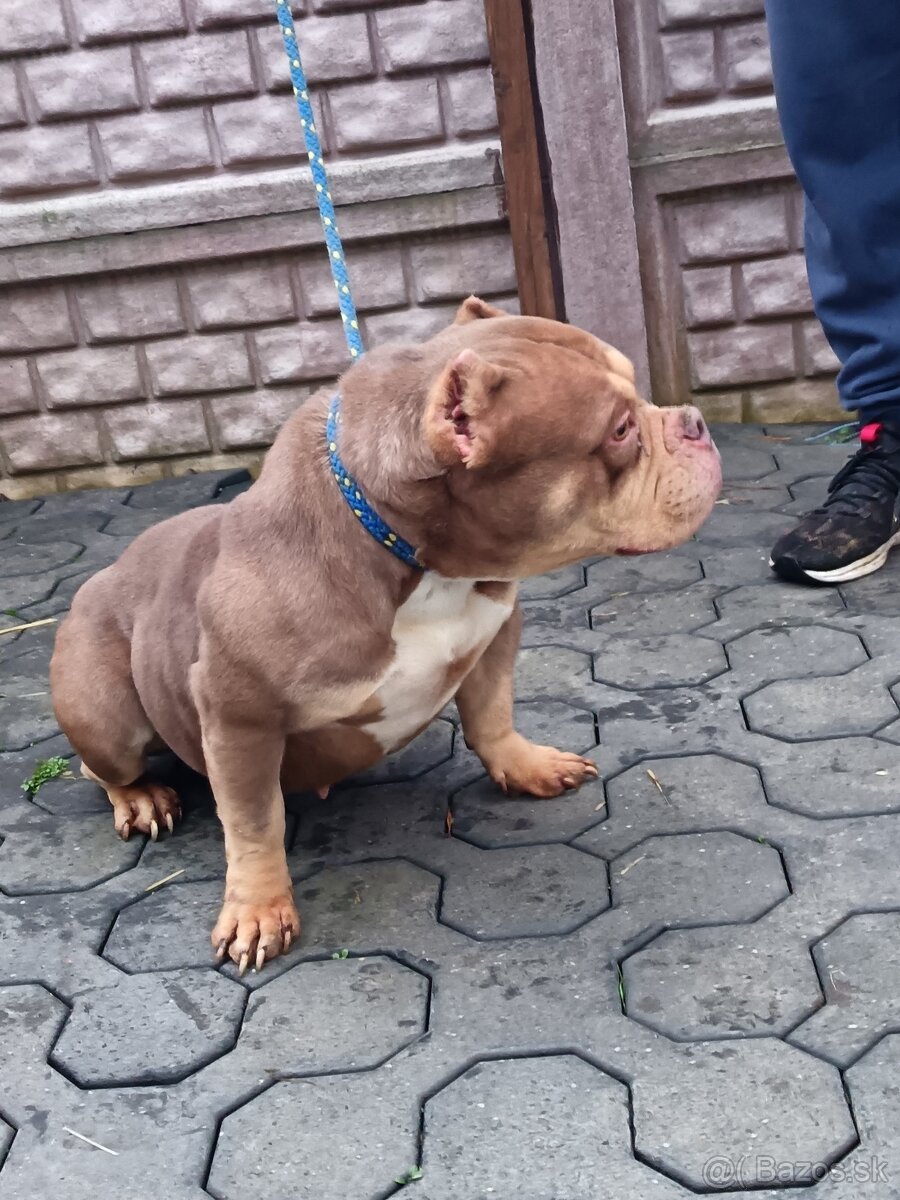 American bully - 8