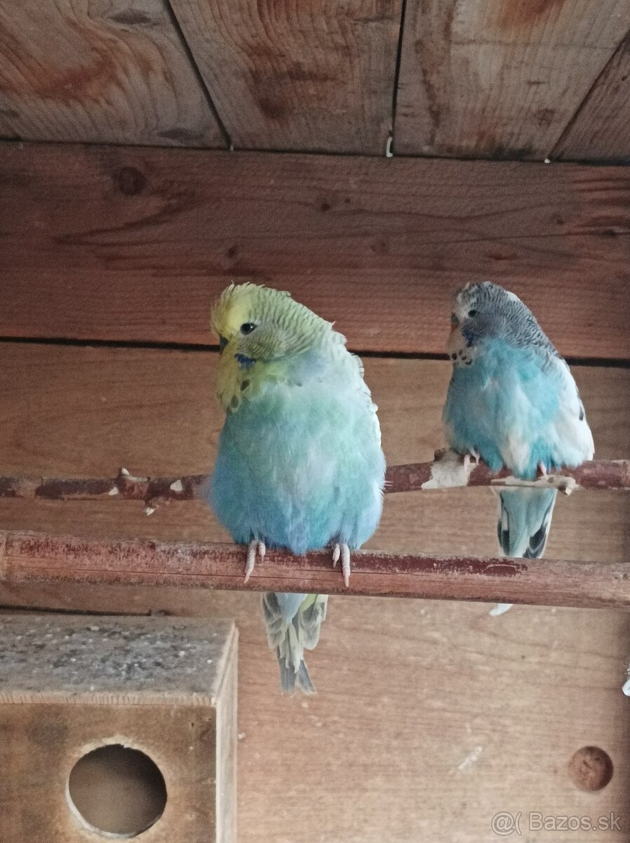 Predám andulky výstavné - 8