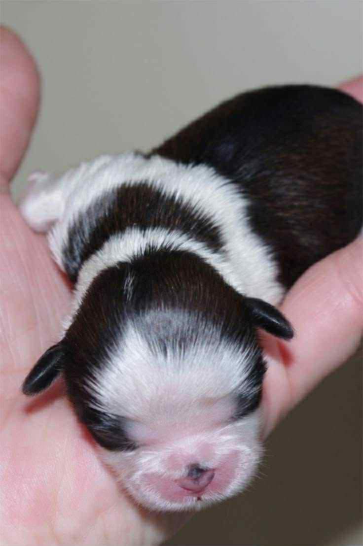 Yorkshirský Terier Biewer - 8