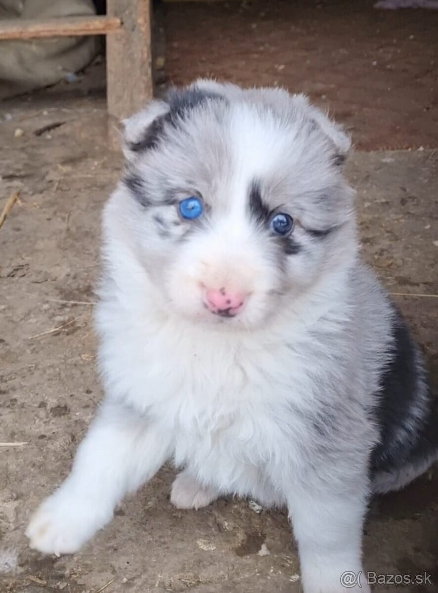 Steniatka border kolia - 8