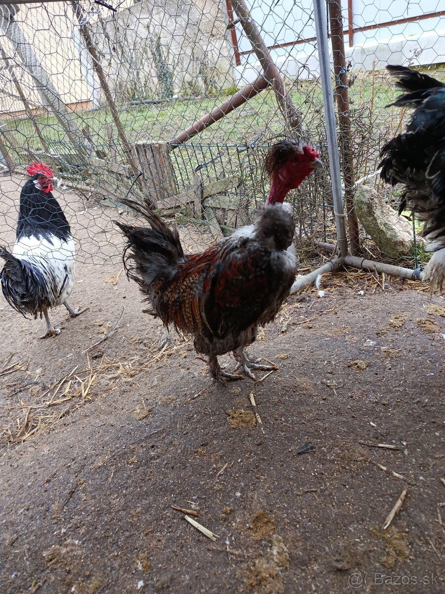 Mladý kohút - 8