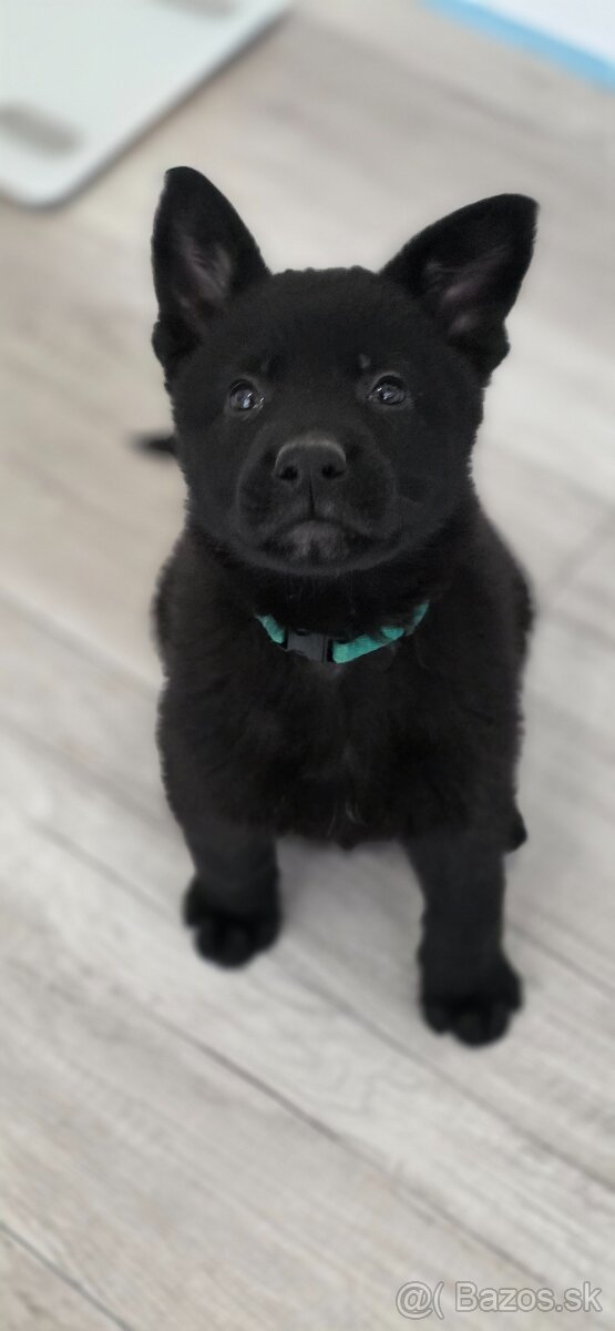 Predám nemecký ovčiak šteniatka s PP - 8