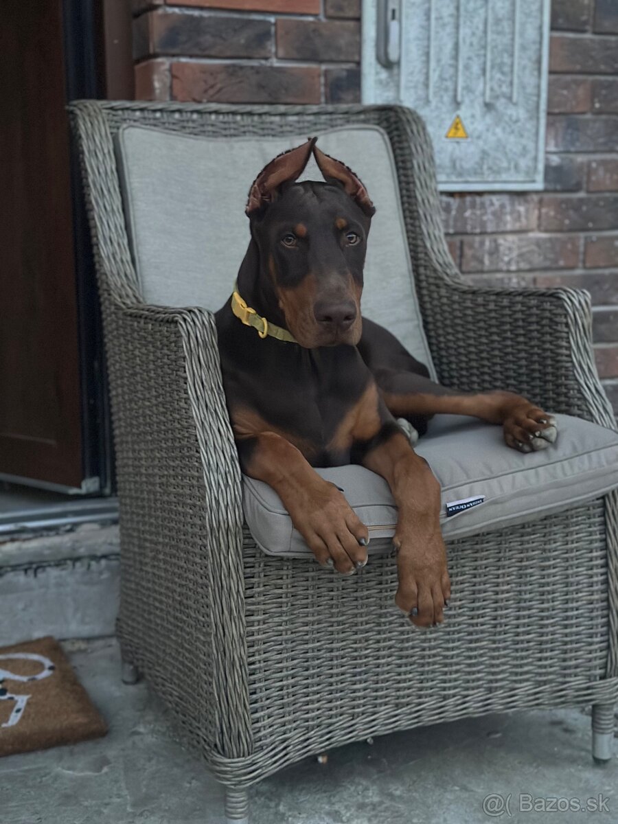 Doberman šteniatka - 8