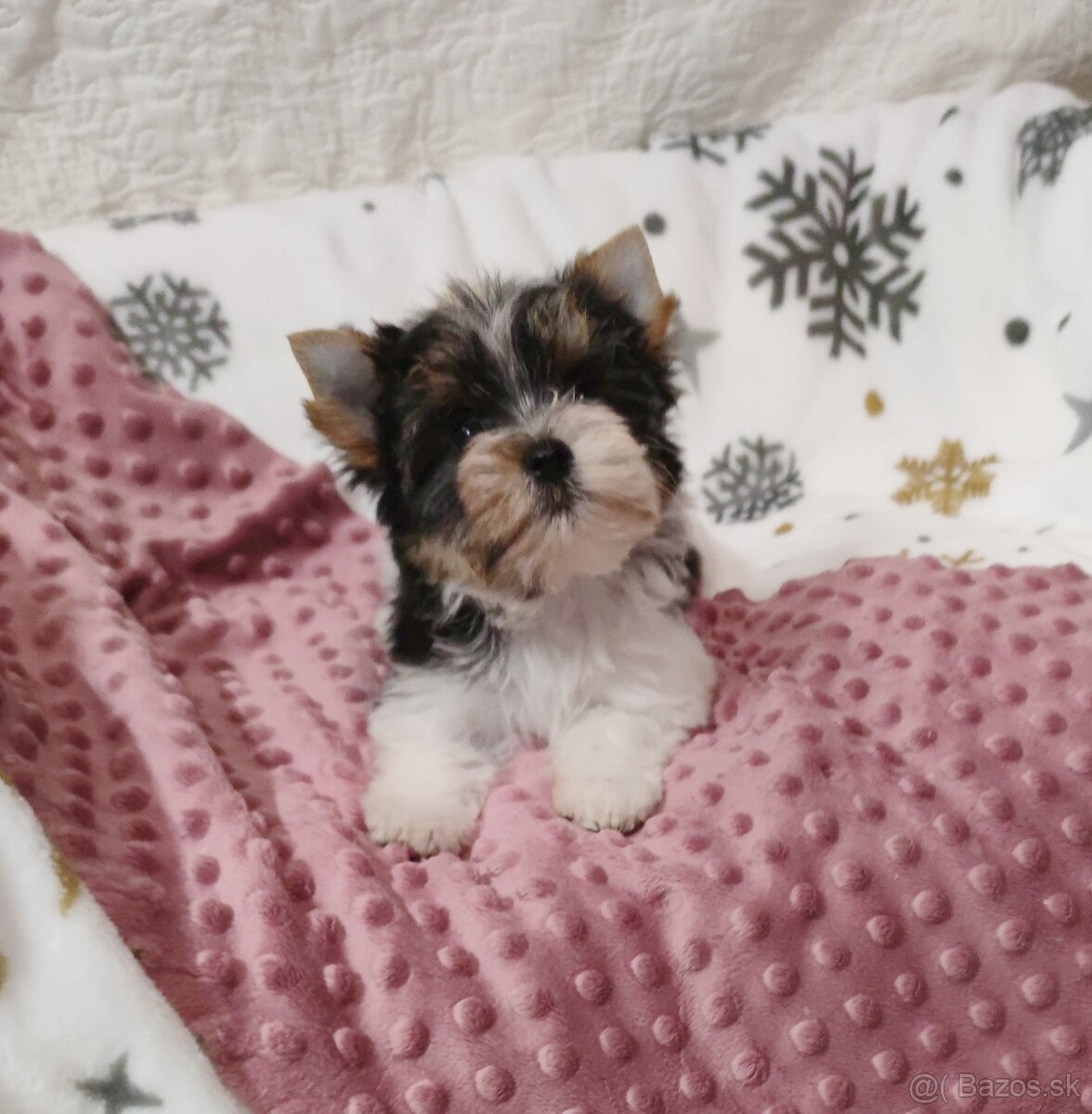 Yorkshire terrier s PP - 8