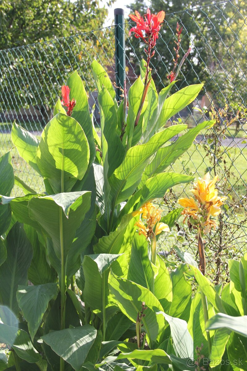 Kana indická - Canna indica - 8