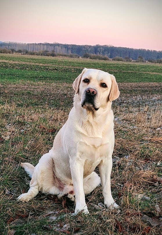 Labrador štěňátka s PP - 8