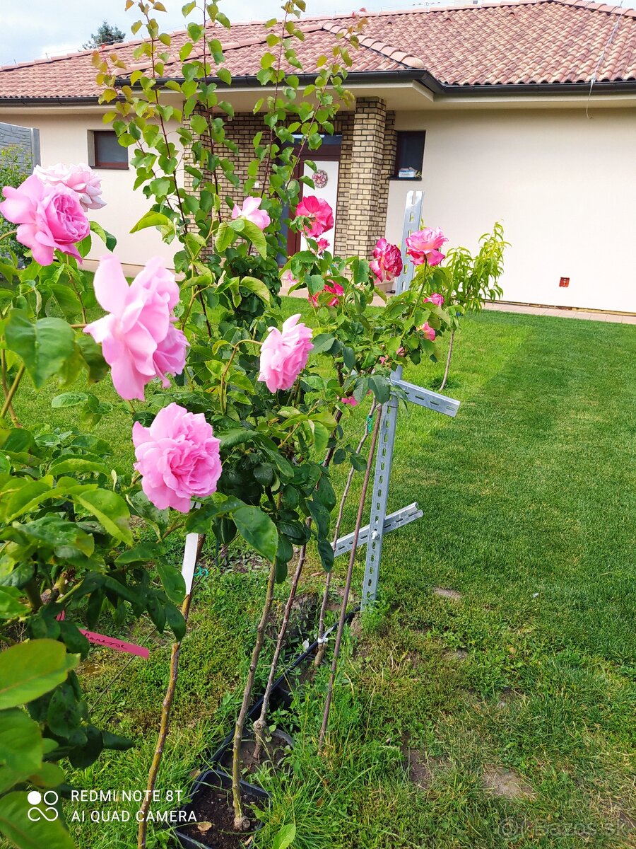 Ruže, rózsa, stromčekové ruže, rózsafa - 8
