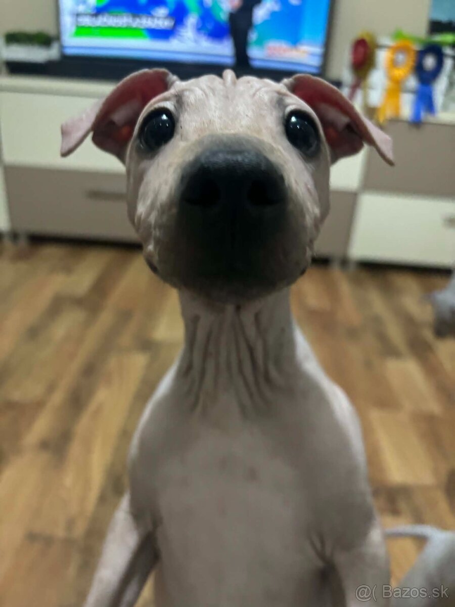 Americký bezsrstý teriér - 8