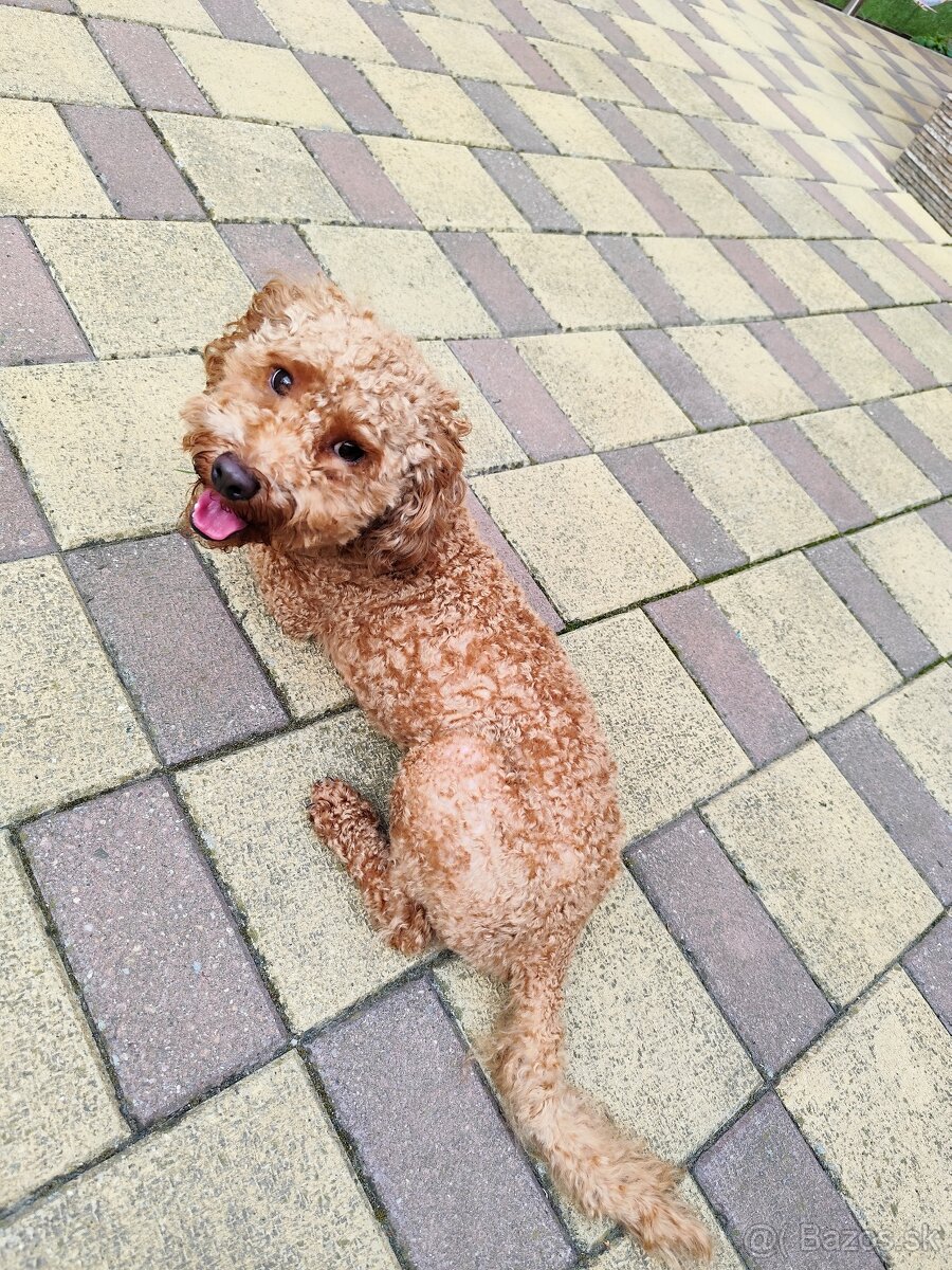 Trpasličí,trpazličí pudlík,pudel- DARUJEM - 8