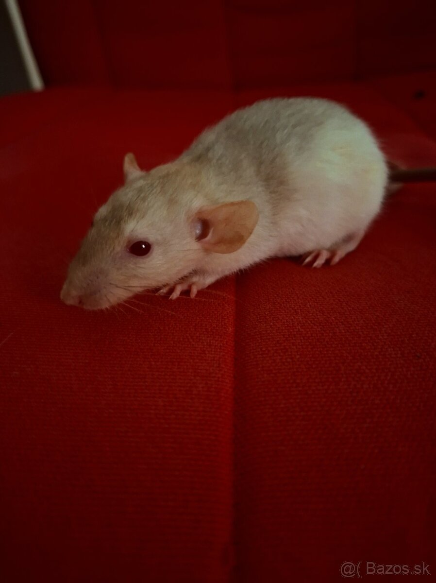Predám potkaniky - 8