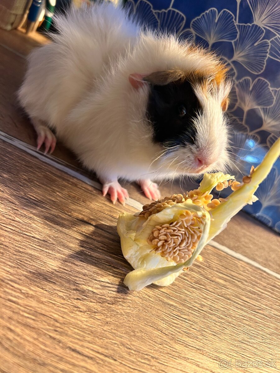 Morča-rozetové samček - 8