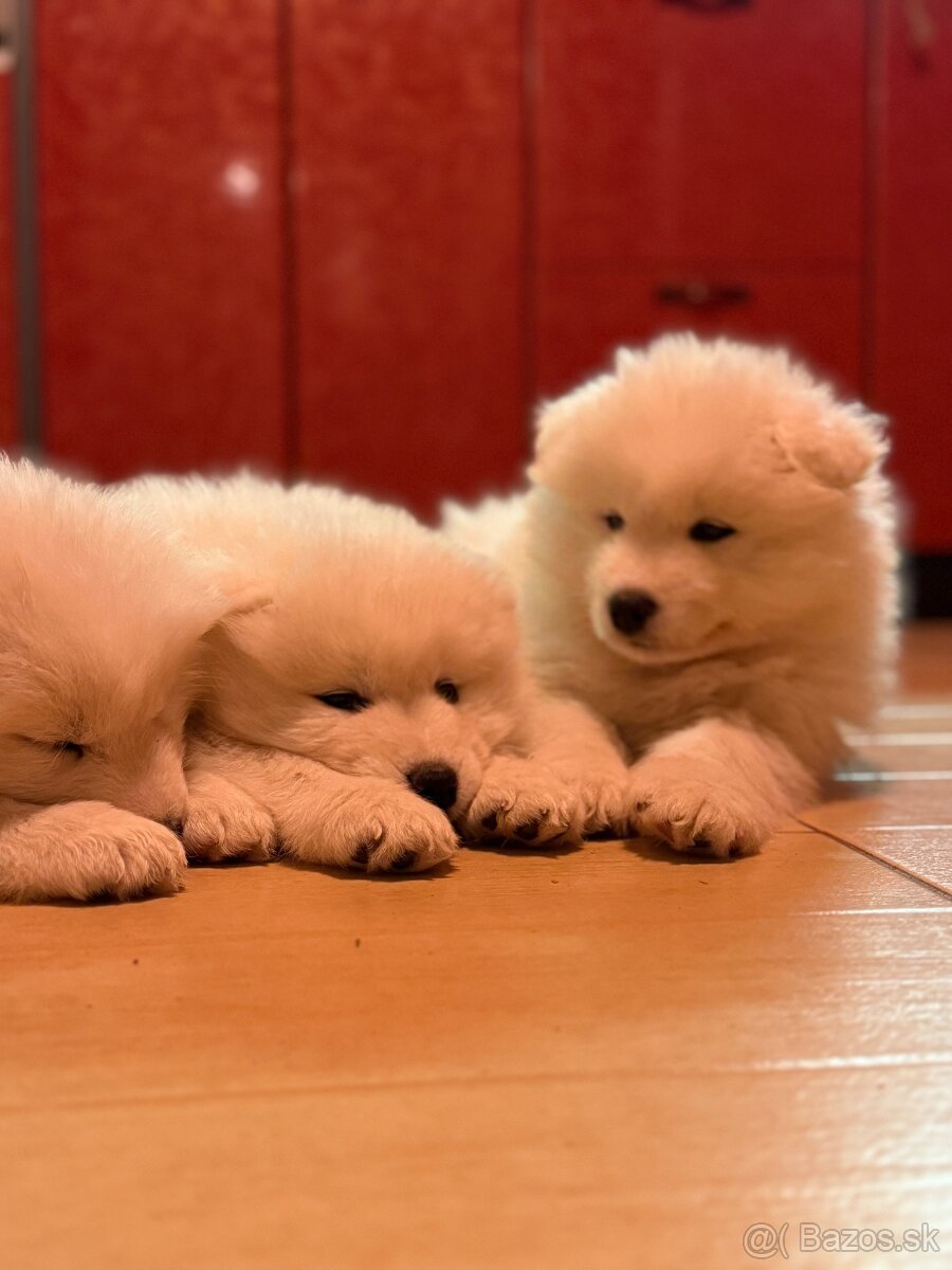 Samojed šteniatka - 8