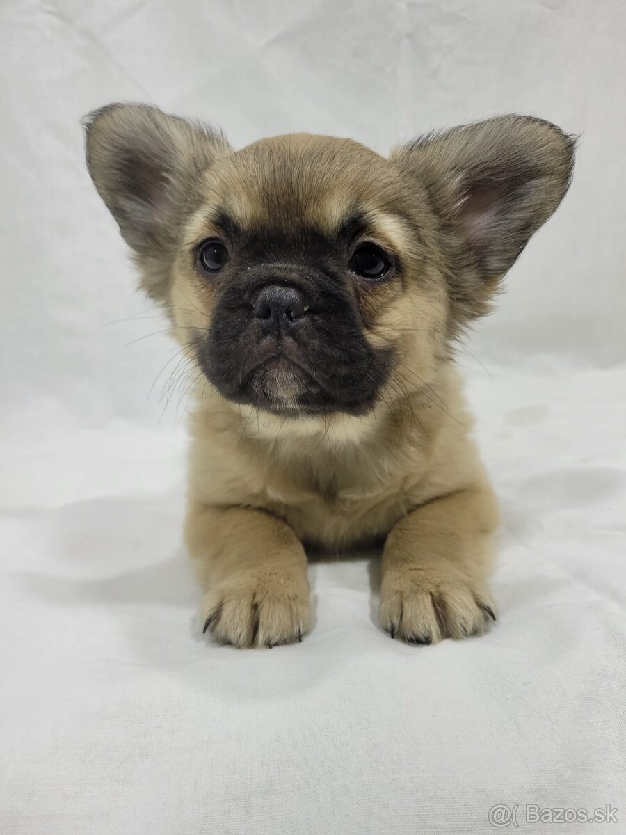 Francúzsky buldoček - 8