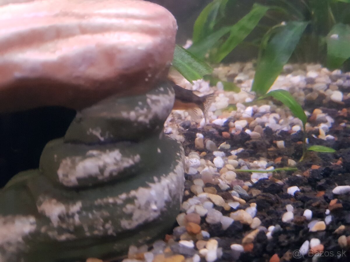 zabehnuté 54 litrové akvárium - 8