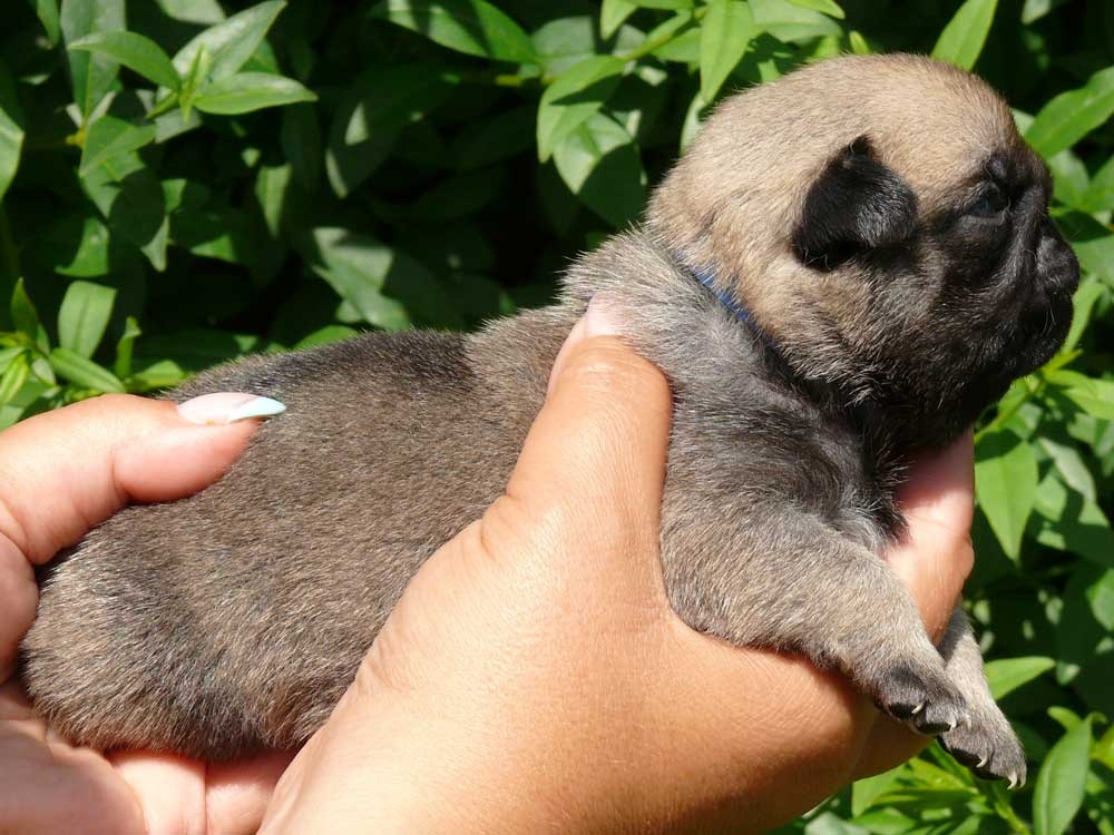Mops - Štěňátka - 8