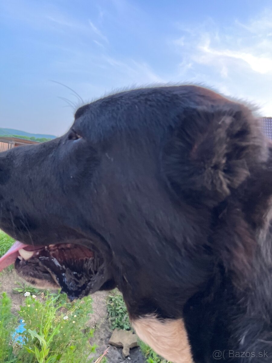 Stredoázijský ovčiak SAO - 8