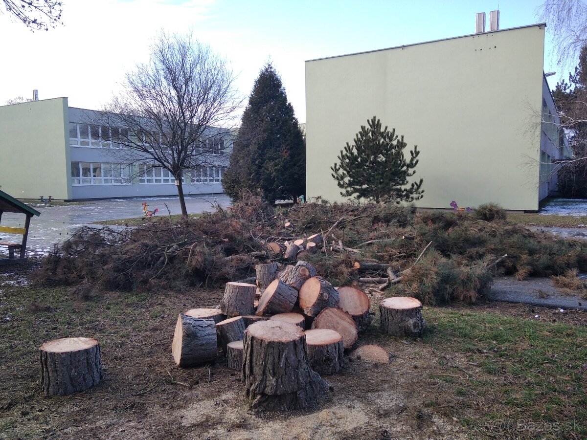 Výrub a orez rizikových stromov - 8