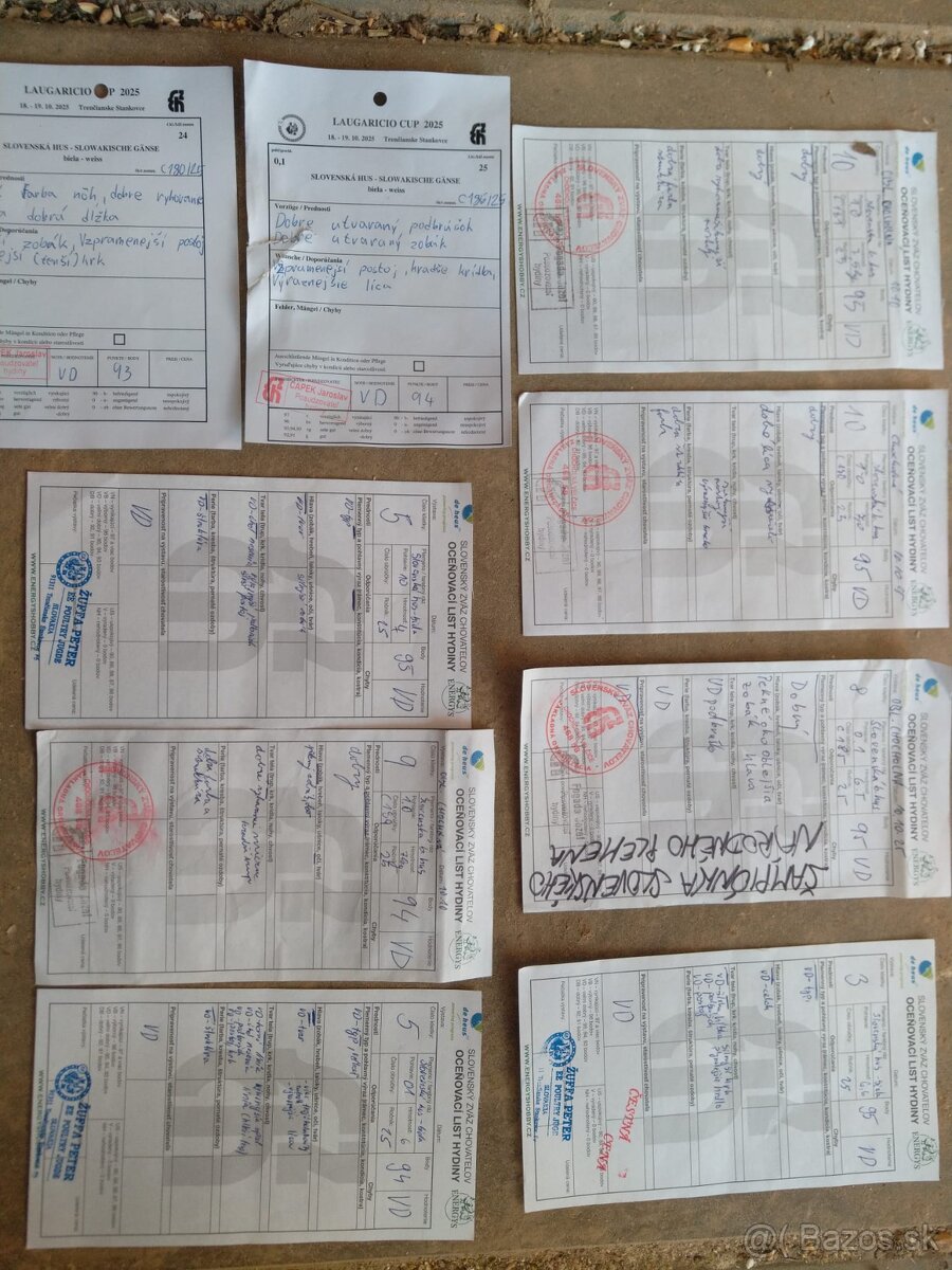 Slovenská biela hus - 8