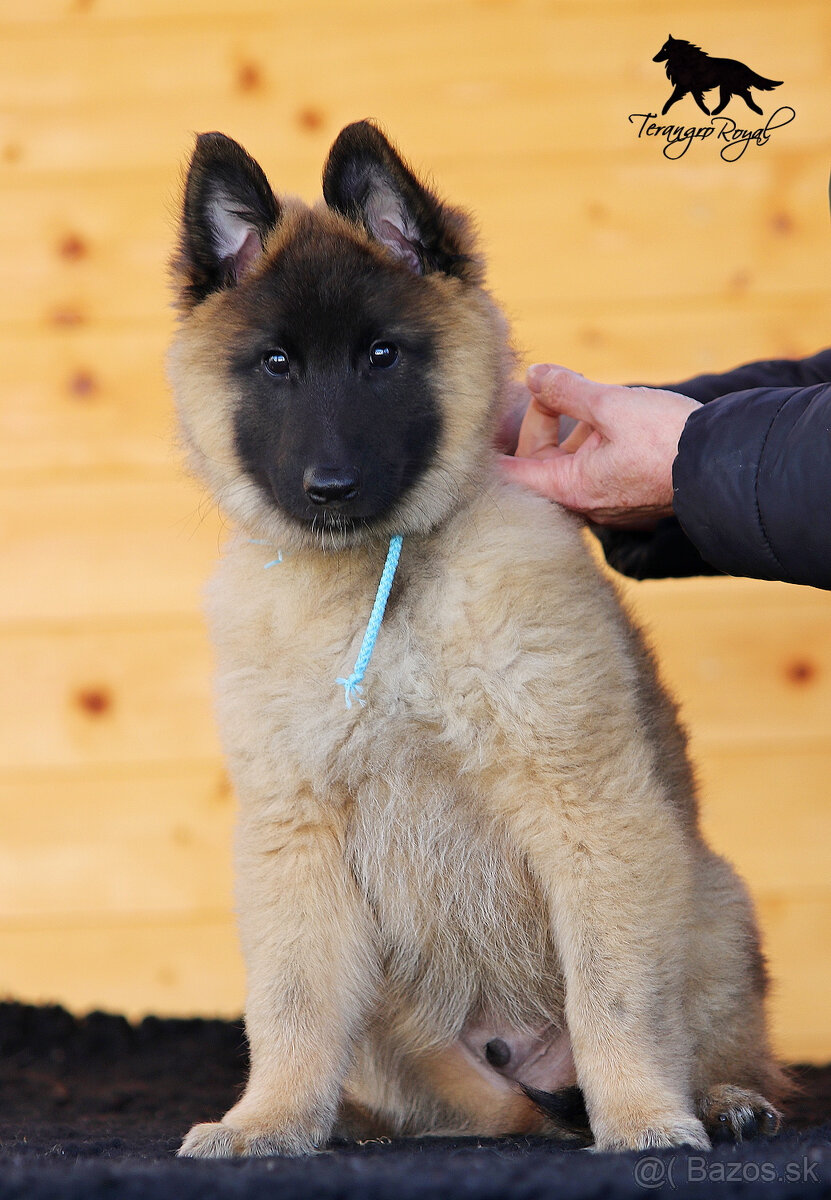 Belgický ovčiak Tervueren - šteniatka s PP na odber - 8