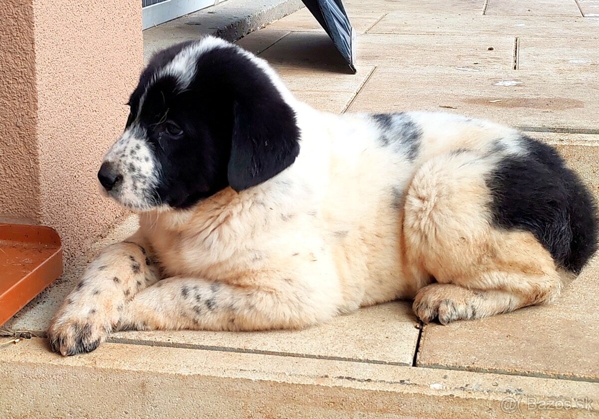 Stredoazijsky ovčiak - 8