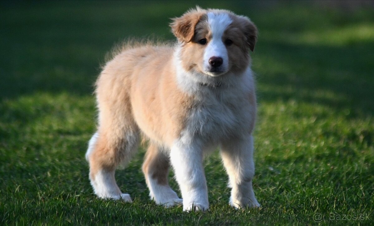 Border Collie / Border Kólia s PP - 8