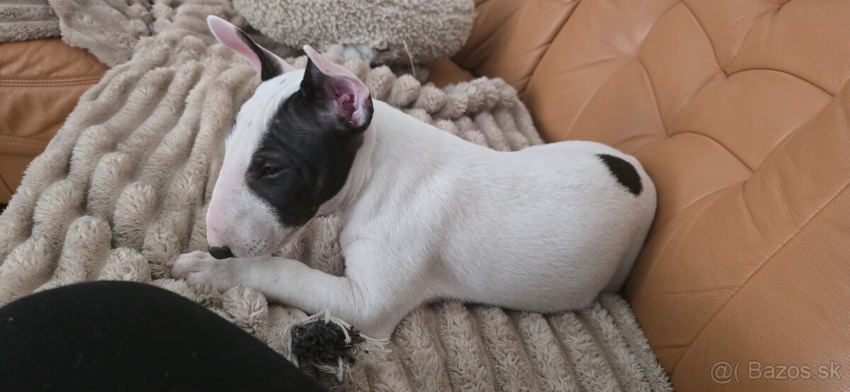 Miniatúrny bullterrier s PP - 8