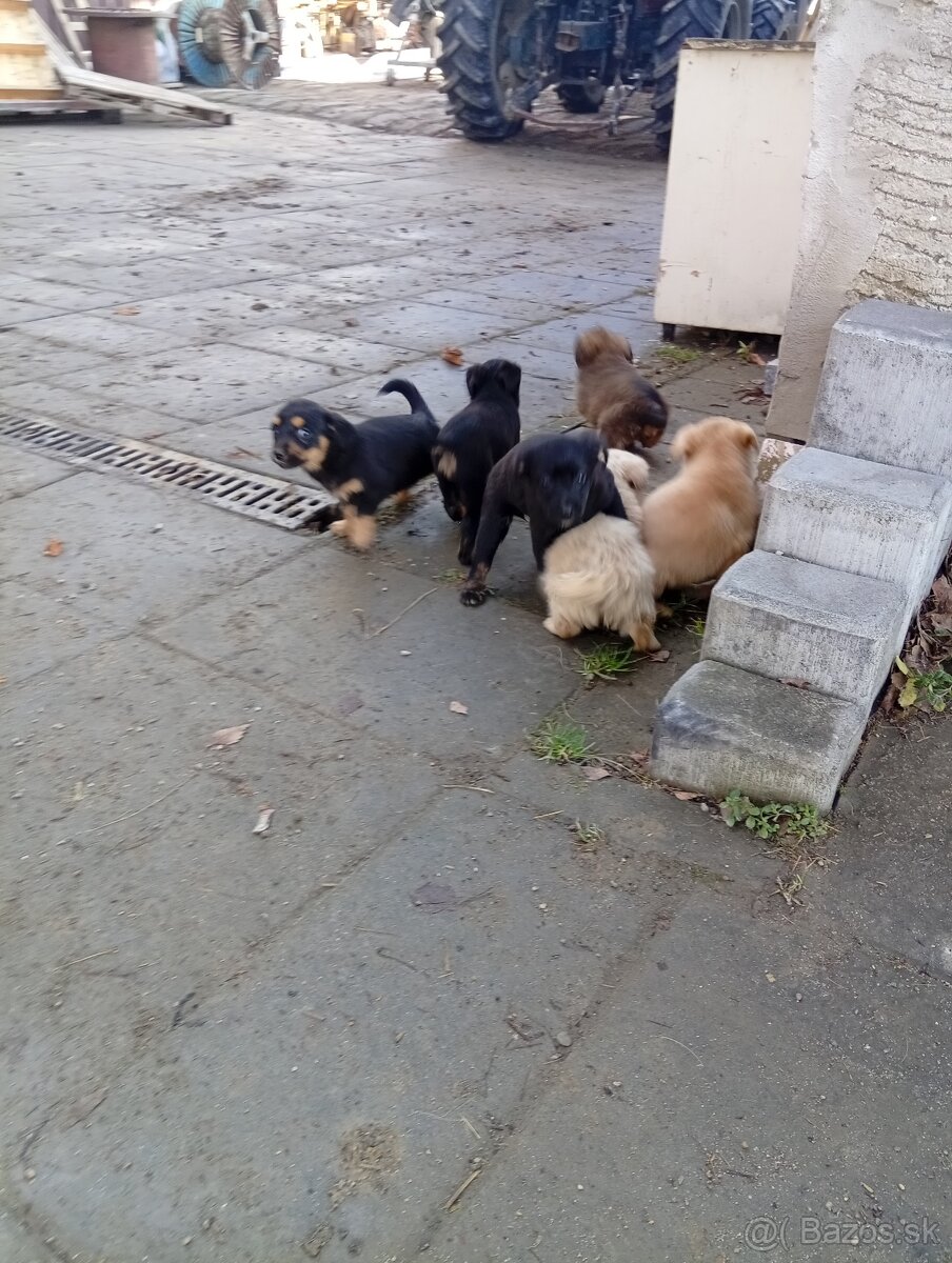 Predám 8-týždnové šteniatka 1 za 20€ - 8